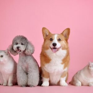Animaux de compagnie
