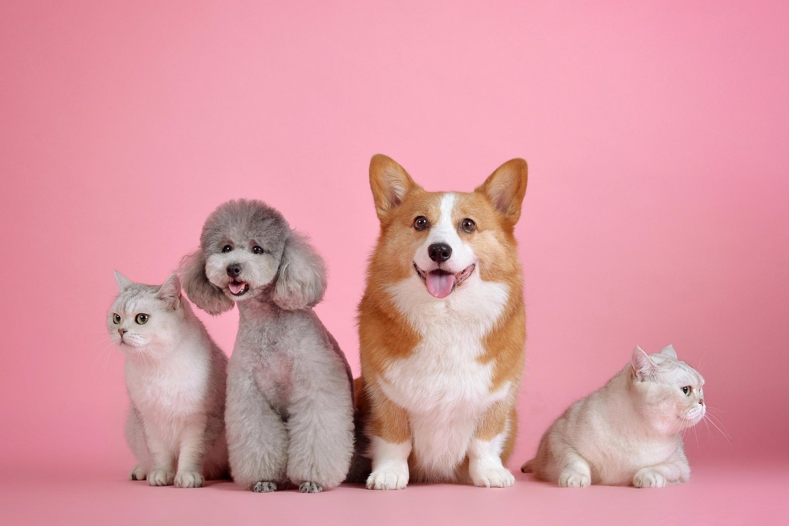Sélection de produits pour les animaux